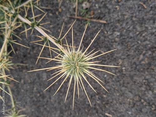 close up of a cactus