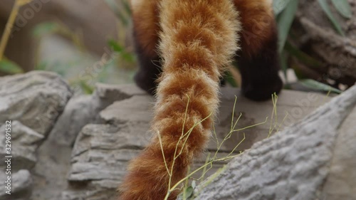 red panda pan up tail rack focus photo