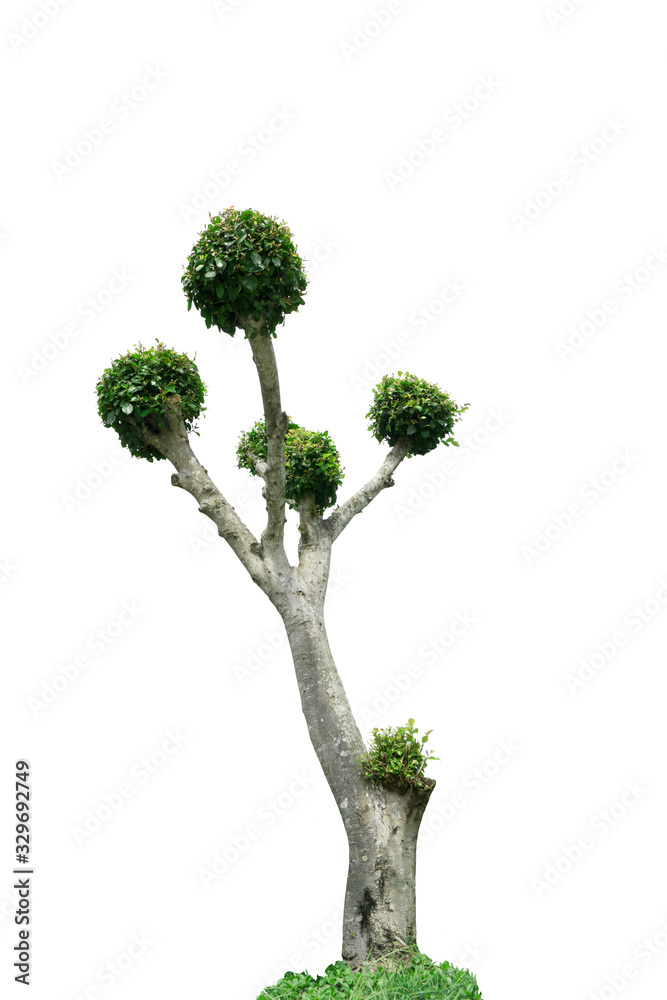 Obraz premium trees isolated on white background