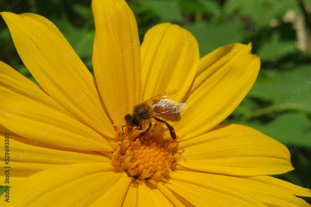 Bee on yellow heliopsis flower in Florida nature, closeup Bee on yellow heliopsis flower in Florida nature, closeup