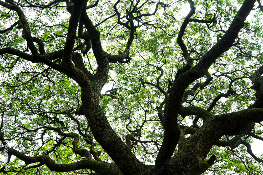 Fototapeta premium Close up shot of big old tree