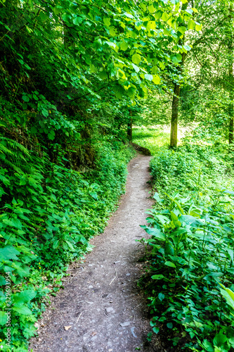 Germany, Moselkern Forest