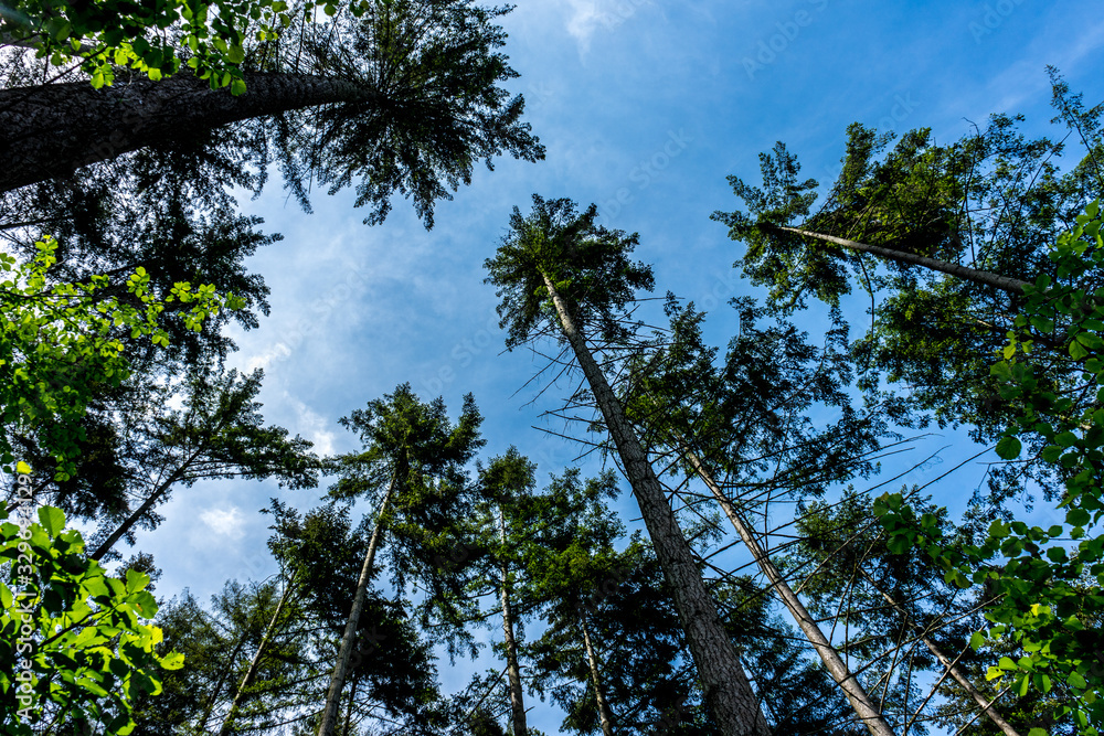 Fototapeta premium Germany, Moselkern Forest