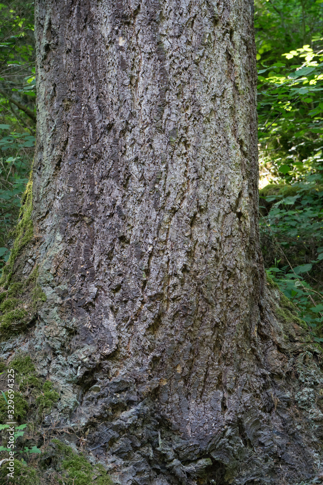 Germany, Moselkern Forest