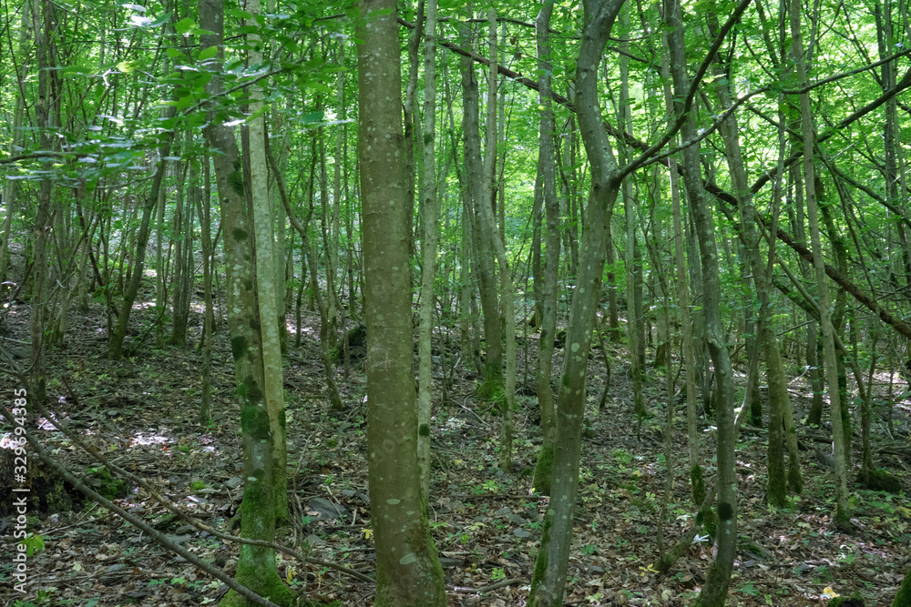 Germany, Moselkern Forest Germany, Moselkern Forest