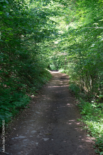 Germany, Moselkern Forest, a dirt path next to a tree