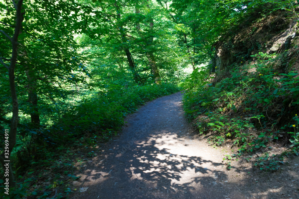 Fototapeta premium Germany, Moselkern Forest, a dirt path in a forest