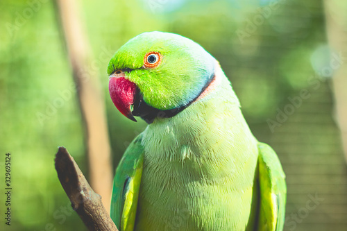 Close-up of Psittacula krameri, also known as a parrot, bird with rings on a white background photo