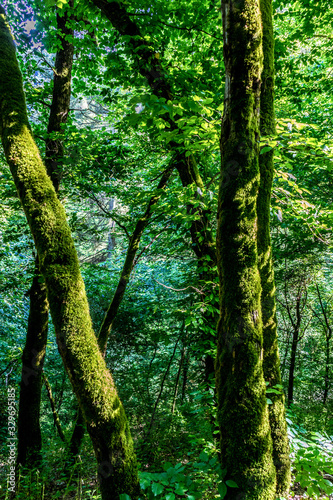Germany, Moselkern Forest © SkandaRamana