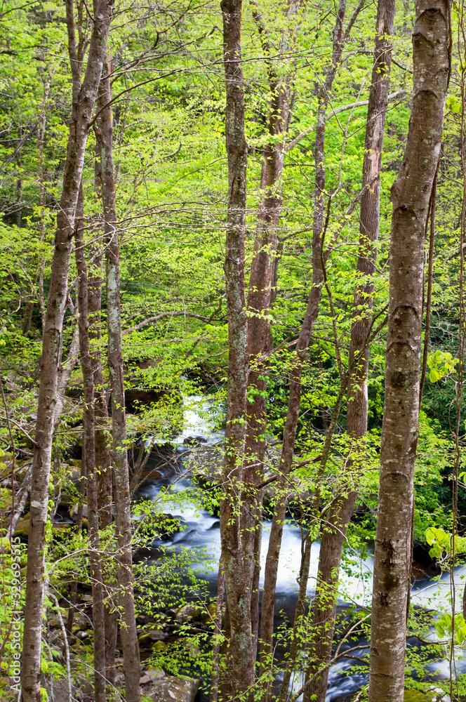 The Middle Prong of the Little River winds it's way through Smoky Mountains National Park near Townsend, Tennessee.