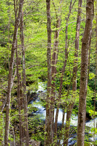 The Middle Prong of the Little River winds it s way through Smoky Mountains National Park near Townsend  Tennessee.