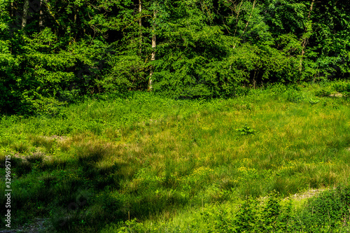 Germany, Moselkern Forest