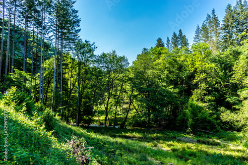 Germany  Moselkern Forest