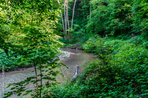 Germany, Moselkern Forest