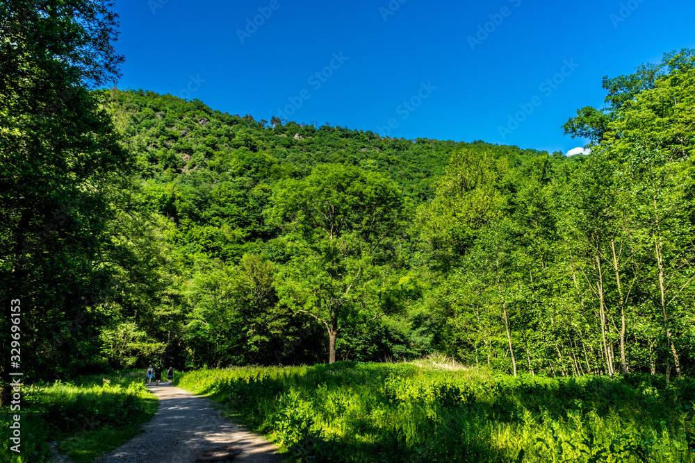 Germany, Moselkern Forest Germany, Moselkern Forest
