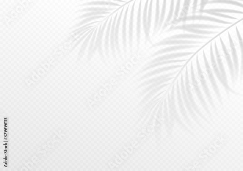The transparent shadow overlay effect. Tropic leaf. Mockup with overlay a palm leaf shadow. Vector illustration