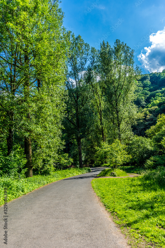 Germany, Moselkern Forest