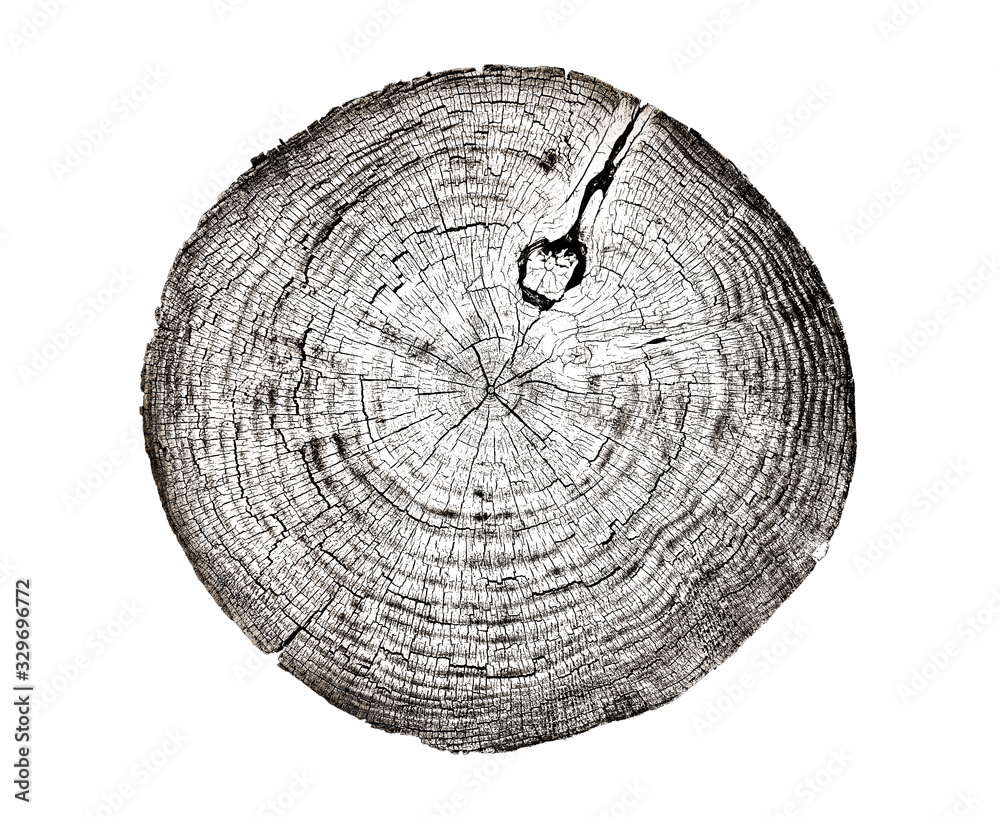 Circular Wood Slab with Bark and Growth Rings. Colorful Oak Tree Slice  Texture Isolated on White Background Stock Photo - Image of slab, cross:  153494826