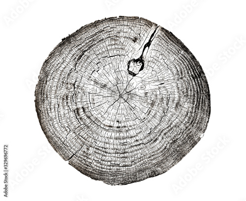 Piece of wood circle with growth rings on a white background. Black and white felled tree trunk with detailed texture.