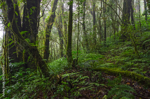 Wonderful trees and green ferns in rainforest on the mountain