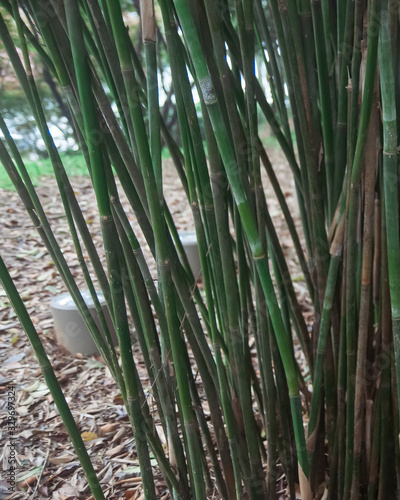 Bamboo tree in autumn fall season.