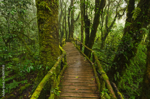 Beautiful nature trail bridge and trees in rainforest