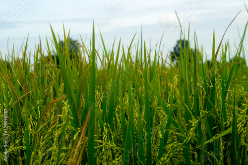 Phumĭ O Srâlau Cambodia - Open Rice Field Rice Plant