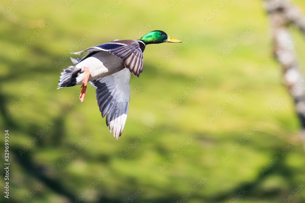 Obraz premium Male Drake Mallard in Flight Landing Against a Bright Green Background