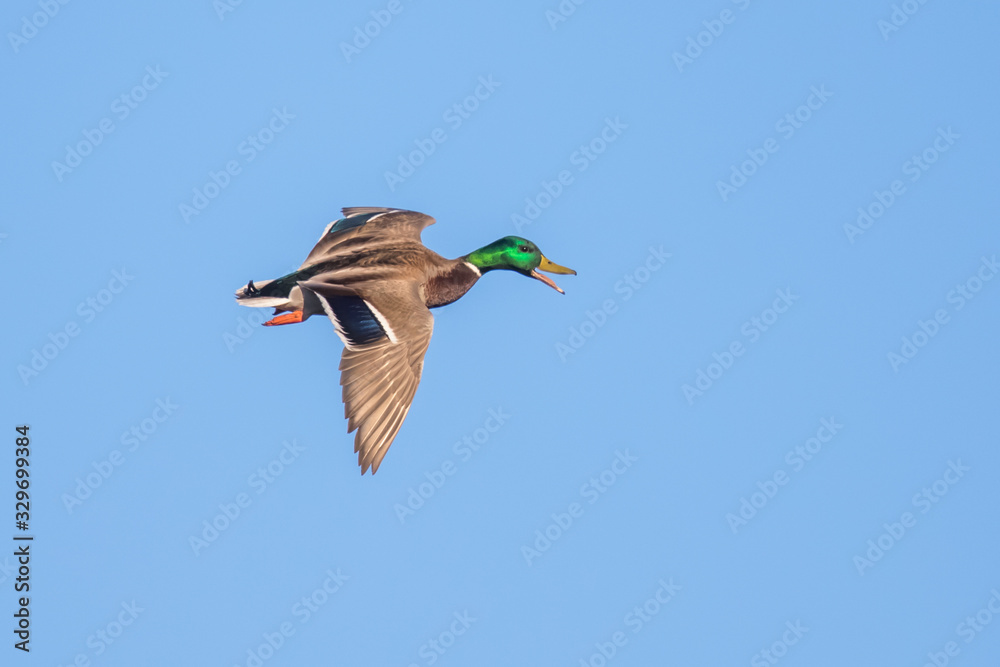 Obraz premium Male Drake Mallard in Flight Calls to Flock While Landing