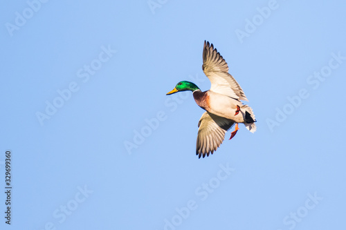 Male Drake Mallard in Flight Flares With Feet Down in Preparation for Landing 