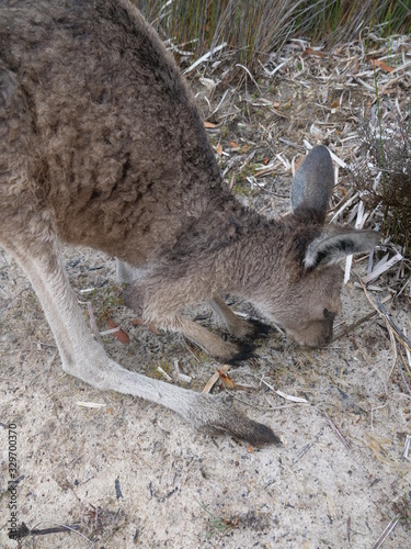 K  ngurus am Lucky Bay