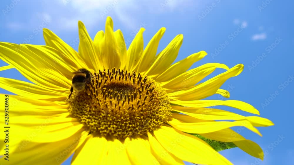 Sunflower working bee blue sky bright sunny weather close up 4k natural energy organic farming clean farm outdoors honey pollen bees Sunflower working bee blue sky bright sunny weather close up 4k natural energy organic farming clean farm outdoors honey pollen bees