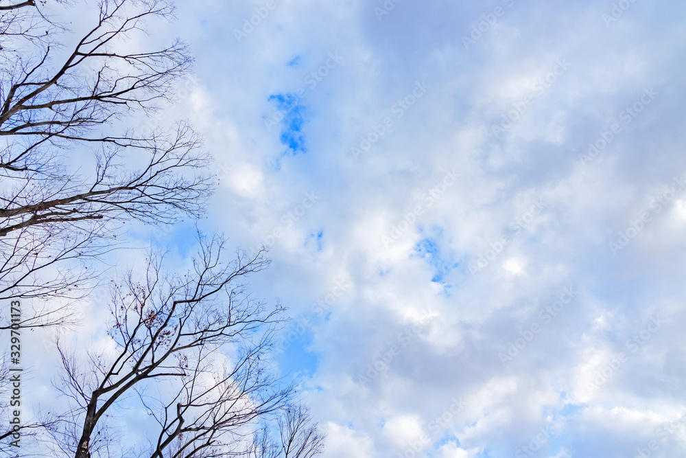 青空と雲と葉の落ちた木
