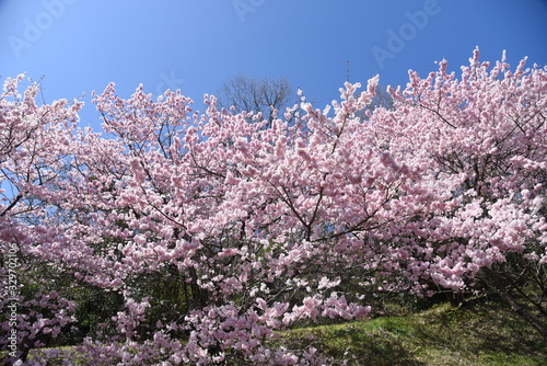 Cherry Blossoms in Full Bloom   Scenes of Spring in Japan