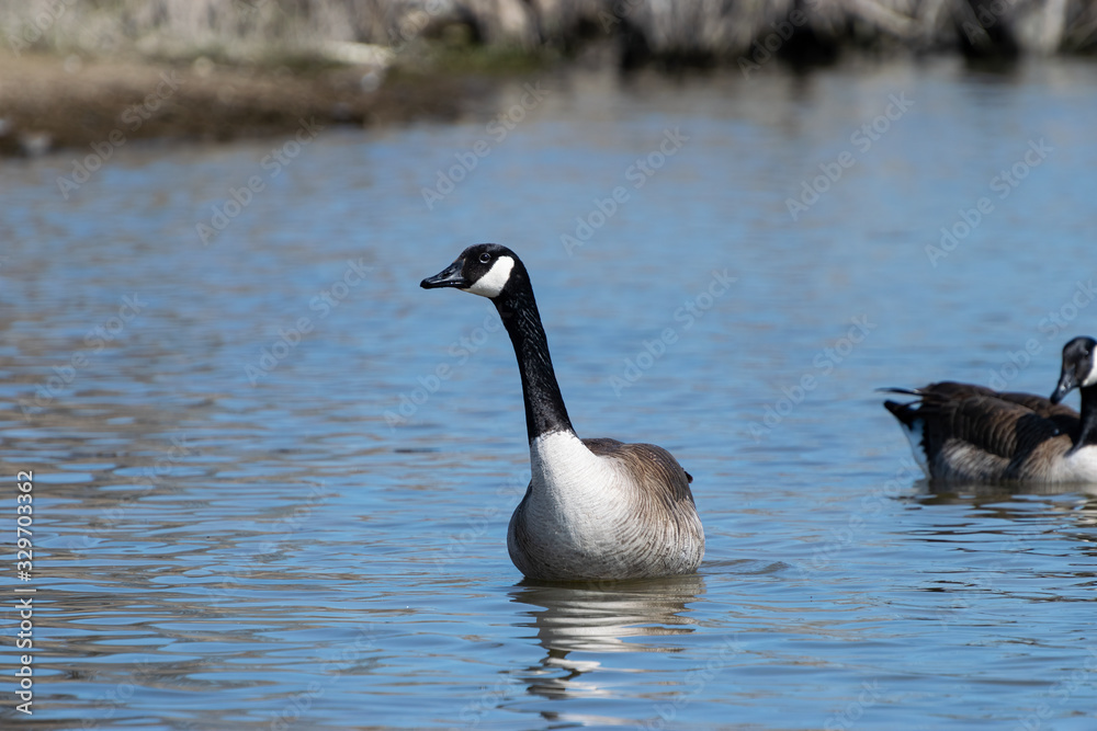 Canada Goose leaning while swimming Canada Goose leaning while swimming