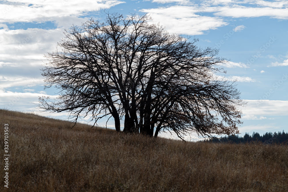 Silhouette of a tree on a hill in late autumn