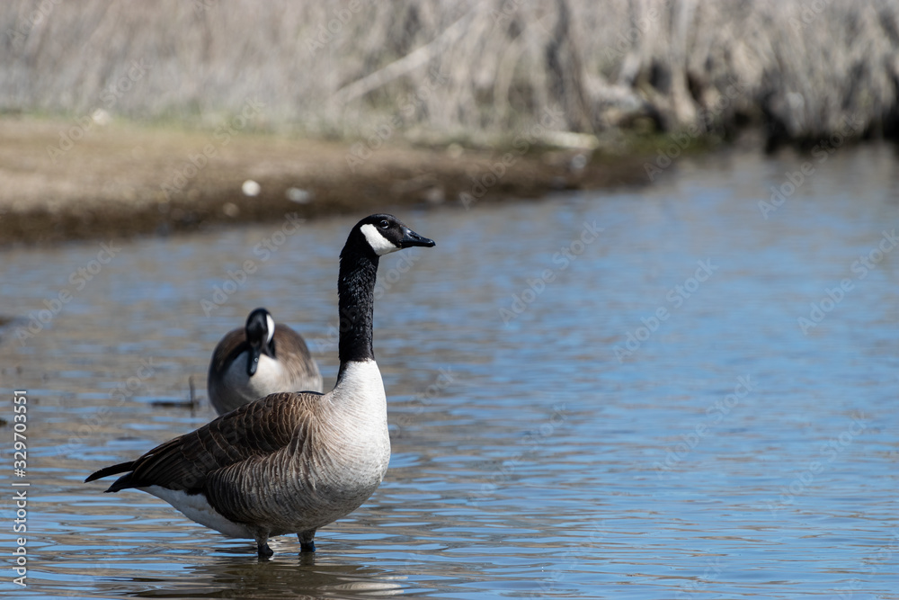 Pair of Canadian Geese wading in water Pair of Canadian Geese wading in water