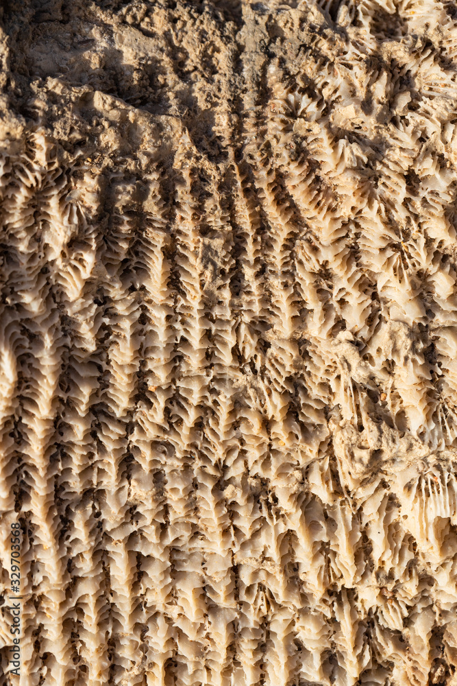 Fossil corals of the Red Sea. Ancient creatures, turned into stone. Fossil corals of the Red Sea. Ancient creatures, turned into stone.