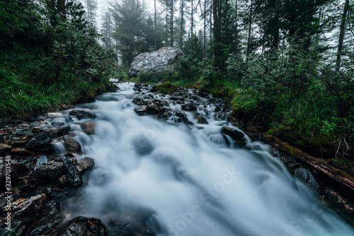 Fast mountain creek flows in dark forest. Cascade stream in backwoods among dense thickets and coniferous trees. Big stone near small river. Woodland landscape with motion blurred water of small river