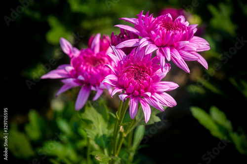 Bunch of blooming Pink Chrysanthemum Flower in Garden. Close-up and top views shot. Natural green leaves background. © Onuchcha