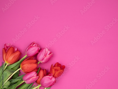 Fototapeta Naklejka Na Ścianę i Meble -  Pink and red tulips on a pink background.