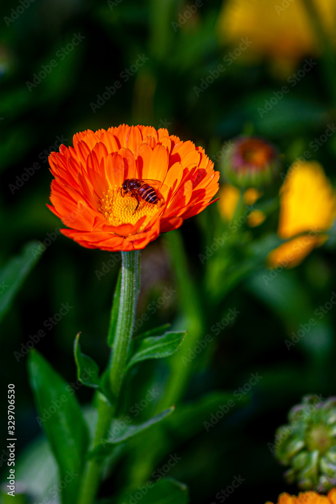 Elegant orange chrysanthemum flowers close up. There is a honey bee on orange chrysanthemum flowers with over isolated deep green background. Elegant orange chrysanthemum flowers close up. There is a honey bee on orange chrysanthemum flowers with over isolated deep green background.