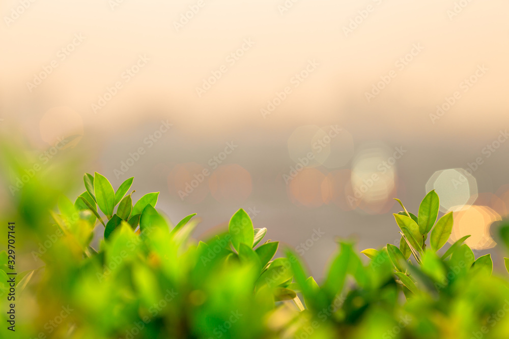 Obraz premium abstract background of the green leaves in the park,with the blur of bokeh,the light from the colorful shelter falling onto,a kind of artistic beauty of nature