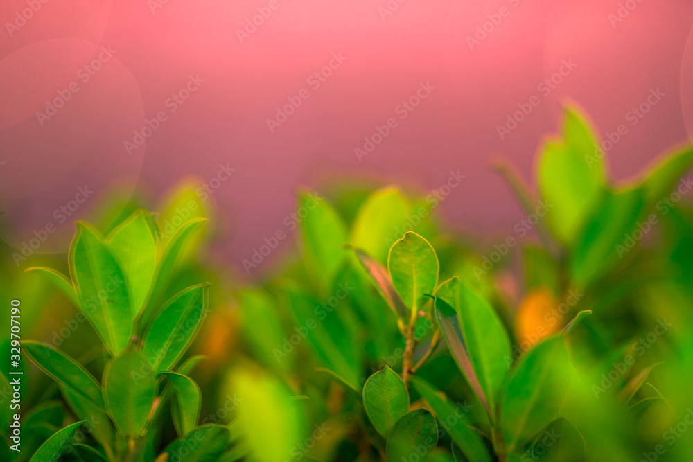 abstract background of the green leaves in the park,with the blur of bokeh,the light from the colorful shelter falling onto,a kind of artistic beauty of nature abstract background of the green leaves in the park,with the blur of bokeh,the light from the colorful shelter falling onto,a kind of artistic beauty of nature