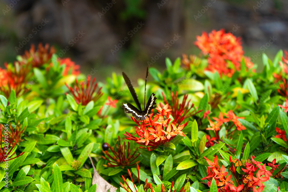 Incredibly beautiful day tropical butterfly Papilio maackii pollinates flowers. Black-white butterfly drinks nectar from flowers. Colors and beauty of nature Incredibly beautiful day tropical butterfly Papilio maackii pollinates flowers. Black-white butterfly drinks nectar from flowers. Colors and beauty of nature