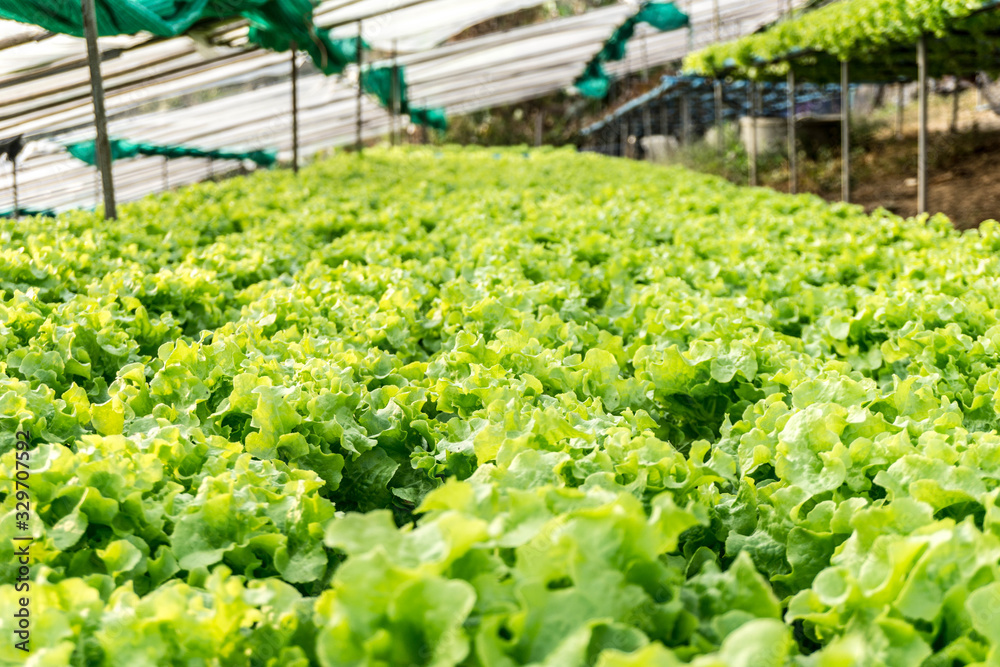 Organic lettuce in the garden. Green salad hydroponic. Organic lettuce in the garden. Green salad hydroponic.