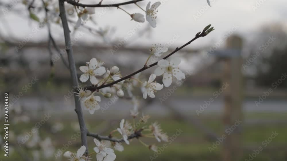 White cherry blossom flowers and branches in field White cherry blossom flowers and branches in field