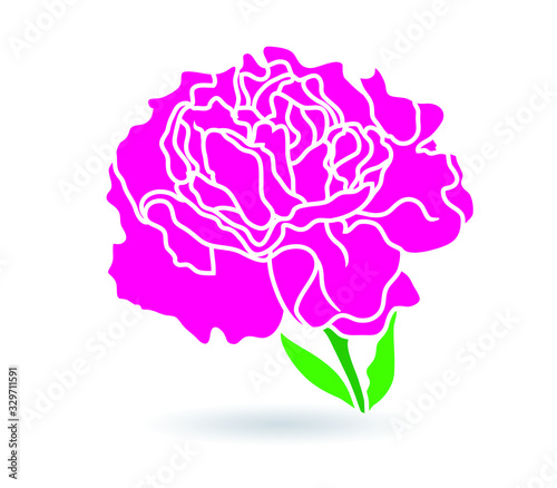 carnation flower.  illustration.