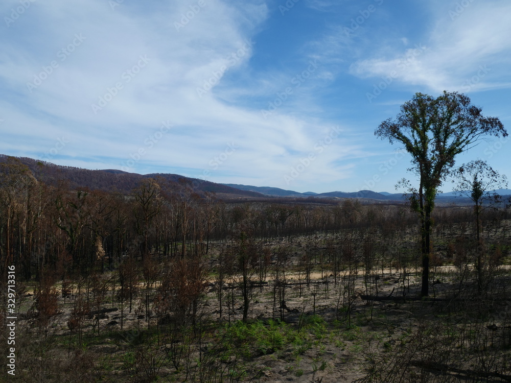 Australia after the bushfires