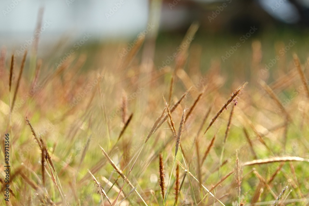 Blurred backgrounds of brown grass flowers in the park. Beautiful sunlight during the day time